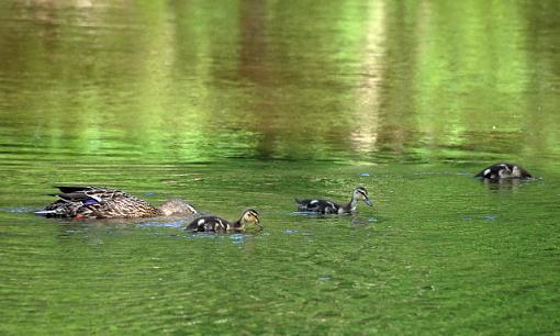 beginner photographer-mallard-duck-f-young2.jpg