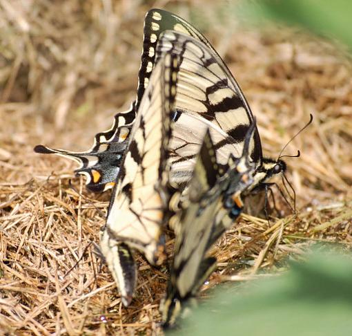 beginner photographer-butterflies1.jpg