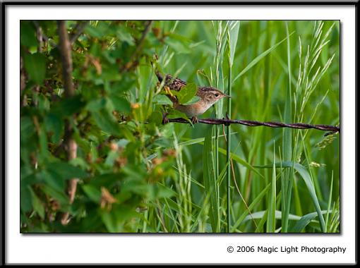 Summer Bird ID Thread-crw_2581.jpg