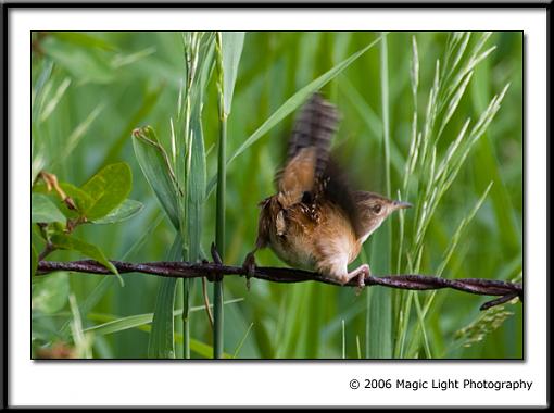 Summer Bird ID Thread-crw_2582.jpg