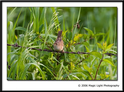 Summer Bird ID Thread-crw_2583.jpg