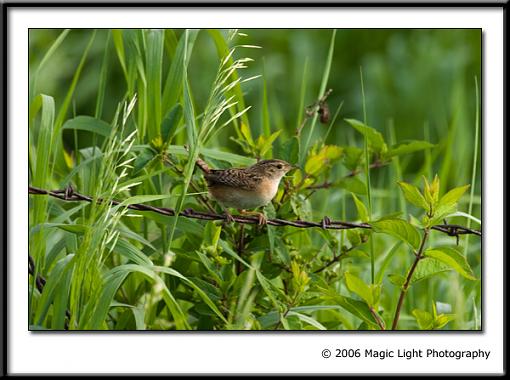 Summer Bird ID Thread-crw_2585.jpg