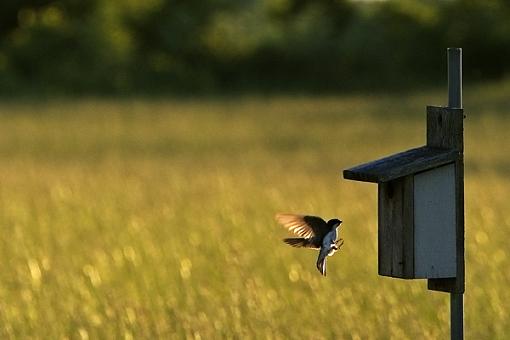 An Evening Snack-evening-swallow-06-04-06.jpg