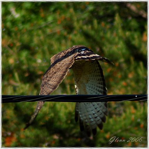 Summer Bird ID Thread-hawk-web1.jpg