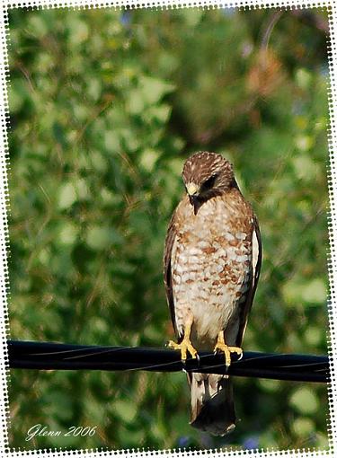 Summer Bird ID Thread-hawk-web2.jpg