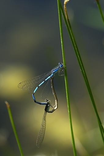 Rough Courtship-sex-damselsfly-06-05-06.jpg