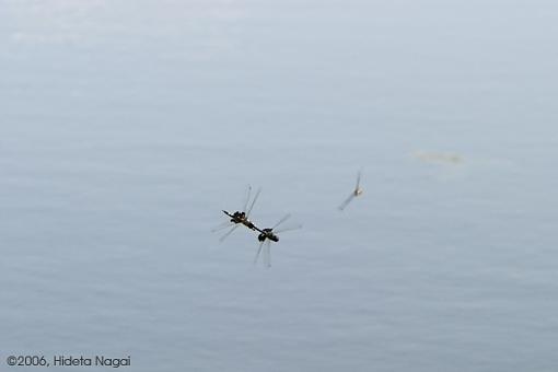 Rough Courtship-sex-dragonfly-06-05-06.jpg