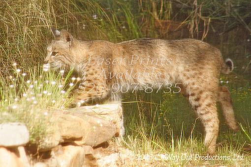 Four-legged with Fur - Bobcats-bobcat_adult2_lo_640_mark.jpg