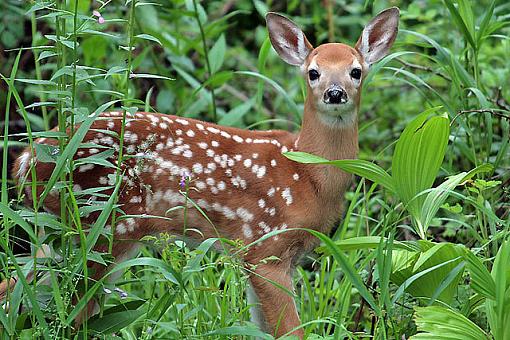 Fawn-2815w.jpg