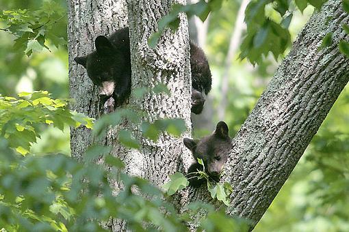 Bear Cubs-2582w.jpg