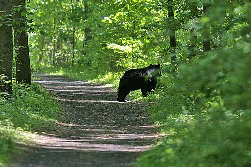 Bear Cubs-2550a.jpg