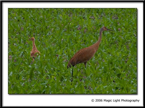 Summer Bird ID Thread-crw_2830.jpg