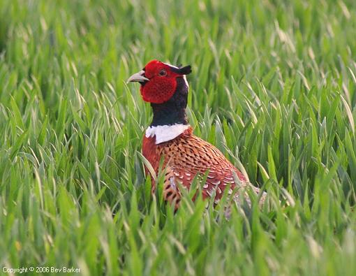 Pheasant and Kite-pheasant-forum-cr.jpg