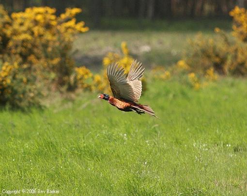 Pheasant and Kite-pheasant-forum-resize.jpg