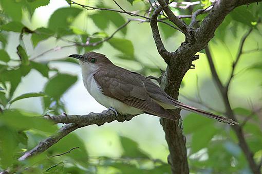 Summer Bird ID Thread-3027w.jpg