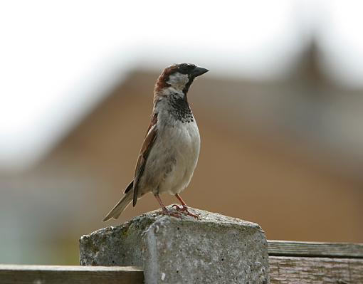 Just some sparrows-sparrow-forum.jpg