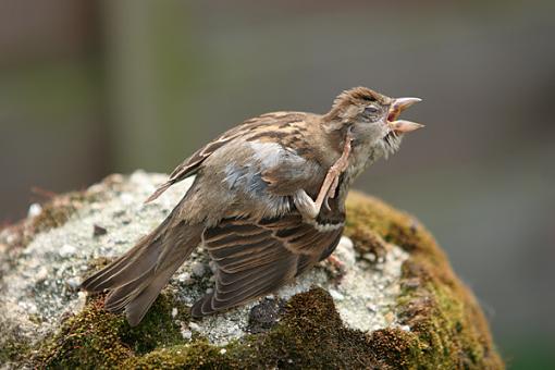 Just some sparrows-sparrow-2-forum.jpg