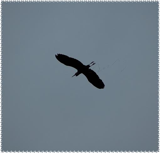 Summer Bird ID Thread-gbh-wiz-web.jpg
