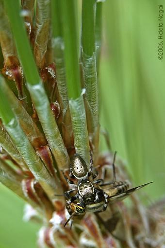 Hey, where are the spiders?-spider-snack.jpg