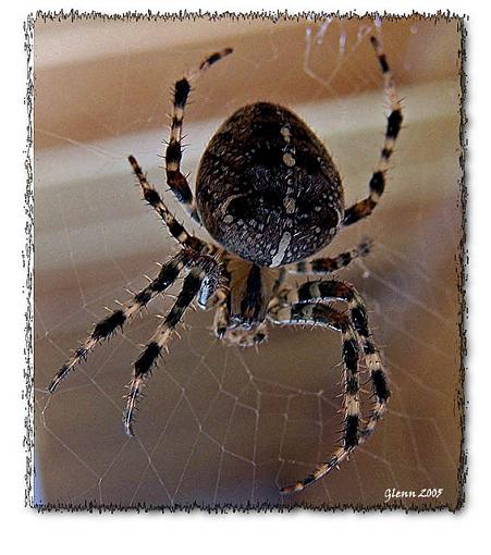 Hey, where are the spiders?-spider-web-copy1.jpg