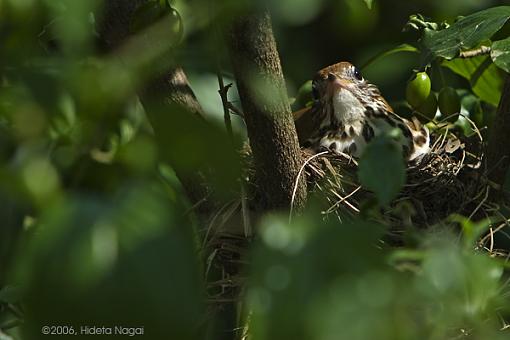 A Trip to the Aviary-birds-1.jpg