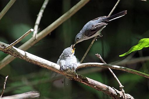 Summer Bird ID Thread-3289w.jpg