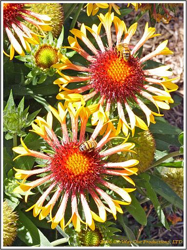 'Indian Blanket' Flower &amp; Bees-gaillardia_lo_640.jpg