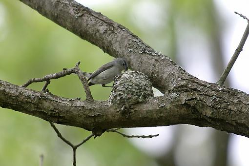 Summer Bird ID Thread-bluegraynest.jpg