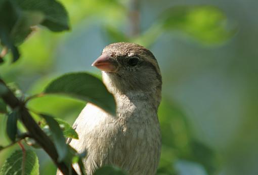 Todays garden visitors-one.jpg