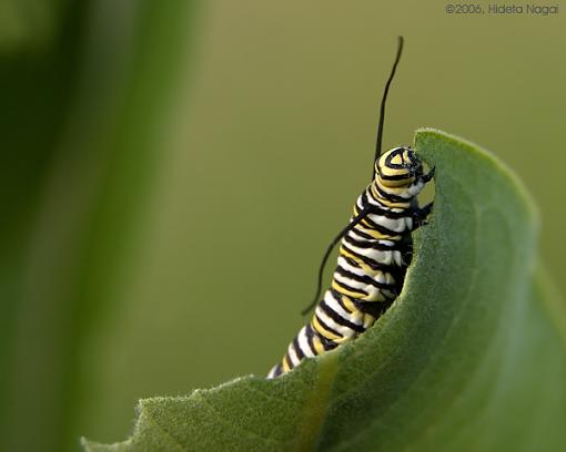 Voracious!-catapillar-1.jpg