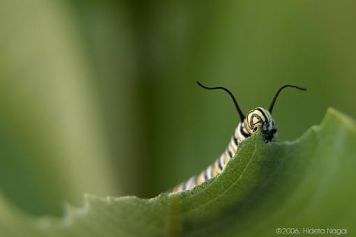 Voracious!-catapillar-3.jpg