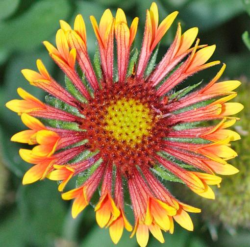 'Indian Blanket' Flower &amp; Bees-in_blaknet_young_640.jpg