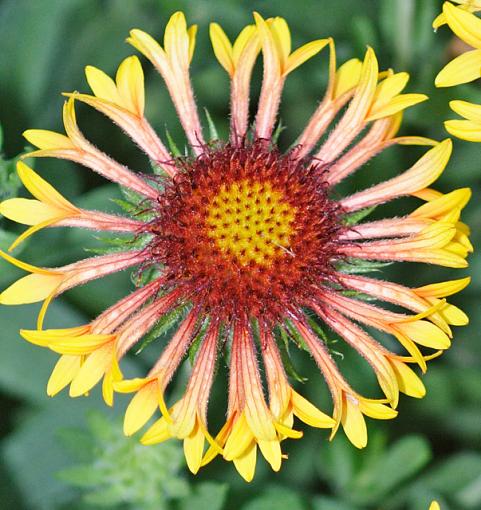 'Indian Blanket' Flower &amp; Bees-in_blanket_mature_640.jpg