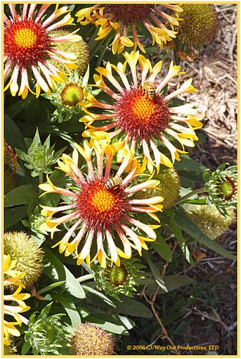 'Indian Blanket' Flower &amp; Bees-gaillardia_fullframe_640.jpg