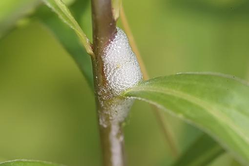 A quick closeup attempt-spittlebug1588.jpg