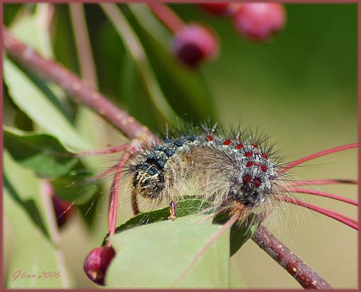 Butterfly/moth Thread-gypsy-moth-caterpillar.jpg