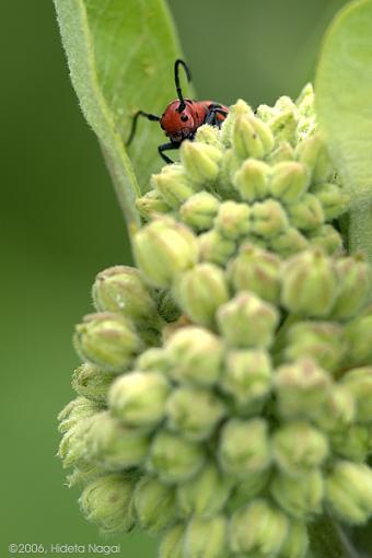 Two Freaky Looking Bugs-crw_2581.jpg