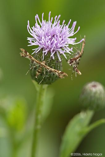 Two Freaky Looking Bugs-crw_2623.jpg