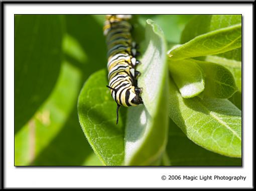 Butterfly/moth Thread-crw_2947.jpg