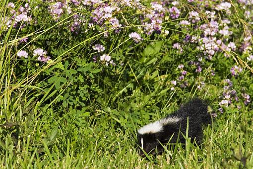 Stinky Little Guy-skunk-1.jpg