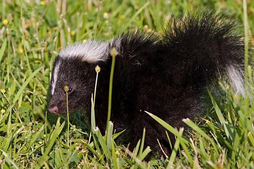 Stinky Little Guy-skunk-2.jpg