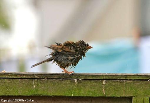 Click image for larger version.&nbsp;

Name:	wet sparrow 6.JPG&nbsp;
Views:	74&nbsp;
Size:	23.1 KB&nbsp;
ID:	28745