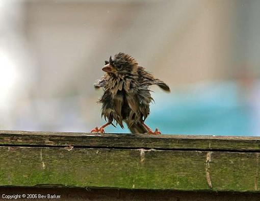 Click image for larger version.&nbsp;

Name:	wet sparrow 7(edited).JPG&nbsp;
Views:	61&nbsp;
Size:	27.1 KB&nbsp;
ID:	28746