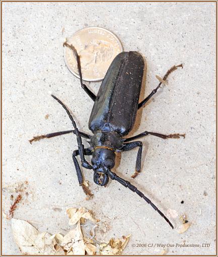 Paloverde Root Borer (BIG Longhorn beetle)-borer_quarter_lo.jpg