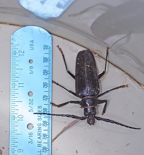 Paloverde Root Borer (BIG Longhorn beetle)-borer_measure_lo.jpg