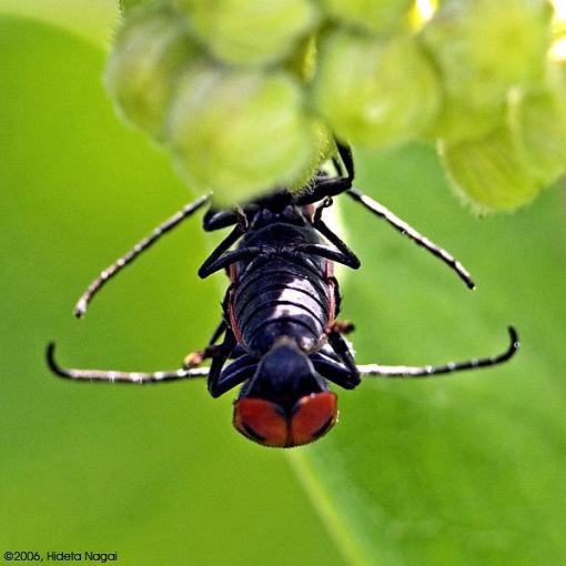 Warning..... PROCREATION THREAD-bug-sex-1.jpg