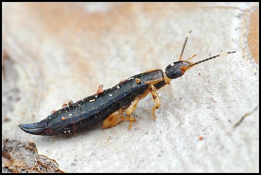 Earwig-earwig.jpg