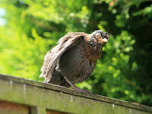 wet feathers-forum-4.jpg