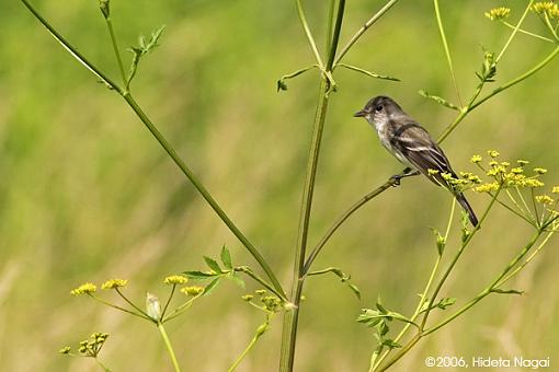 Bird ID summer 06-bird-id.jpg