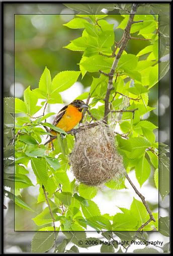 Bird ID summer 06-crw_3534.jpg